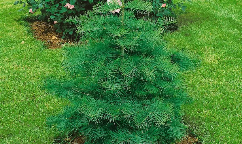 Abies concolor 'Kojakovice'