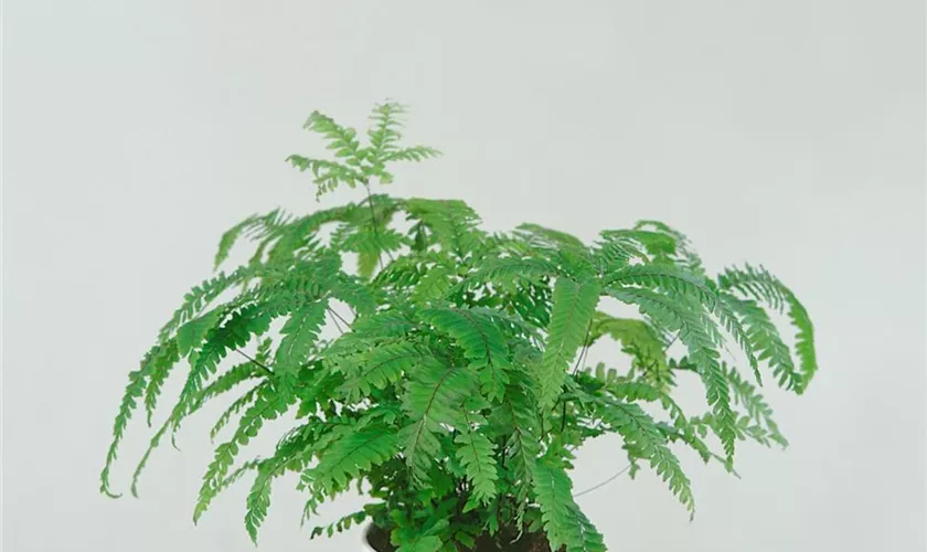 Adiantum hispidulum 'Bronze Venus'