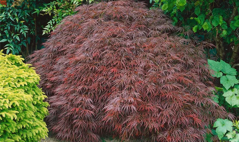 Acer palmatum 'Stella Rossa'