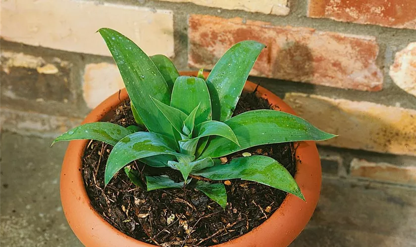 Agave 'Amigo Jambo'