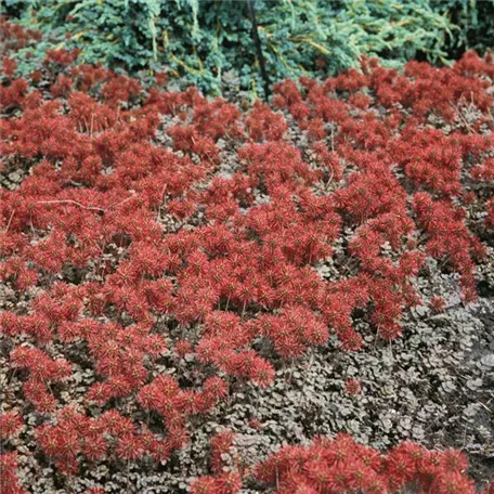 Garten-Stachelnüsschen 'Brauner Zwerg'