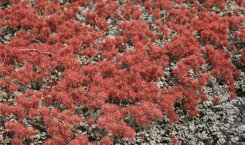 Acaena microphylla 'Brauner Zwerg'