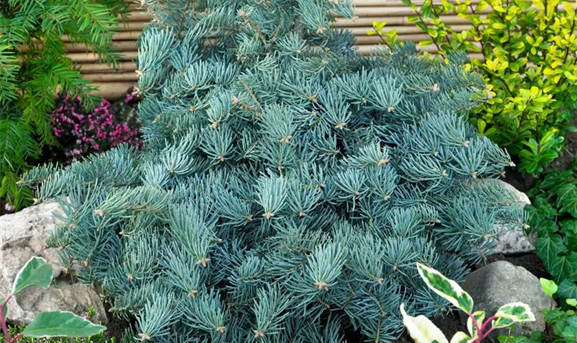 Abies concolor 'Globosa'