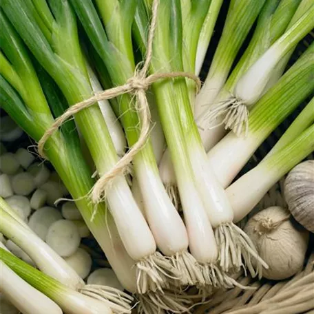 Allium fistulosum 'Damast'