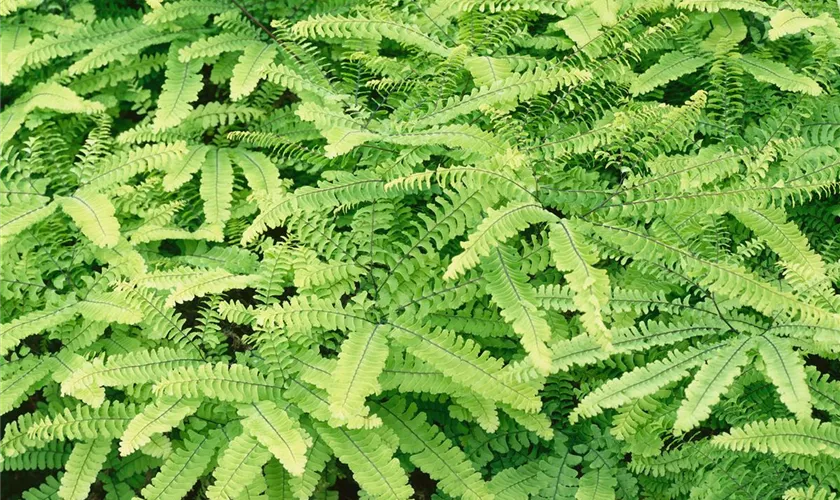 Adiantum pedatum 'Imbricatum'