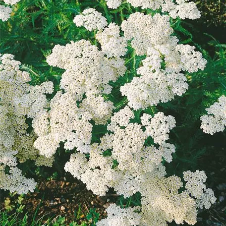 Achillea filipendulina 'Heinrich Vogeler'