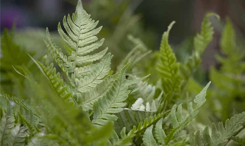 Dryopteris erythrosora