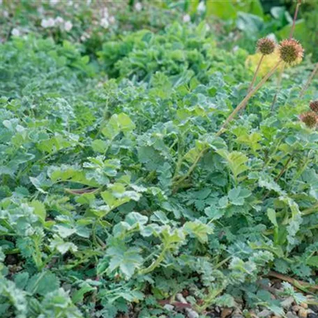 Garten-Stachelnüsschen 'Dichte Matte'