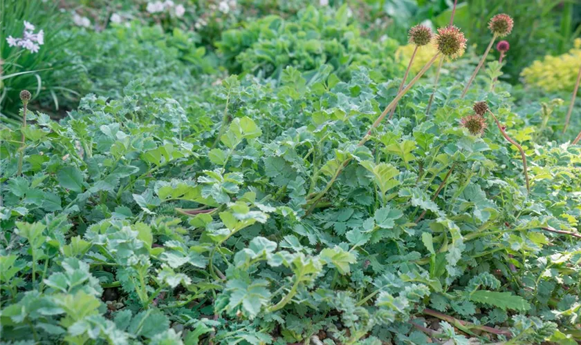 Acaena microphylla 'Dichte Matte'