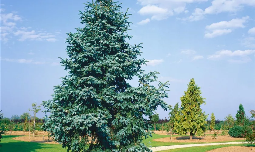 Abies concolor 'Fastigiata'