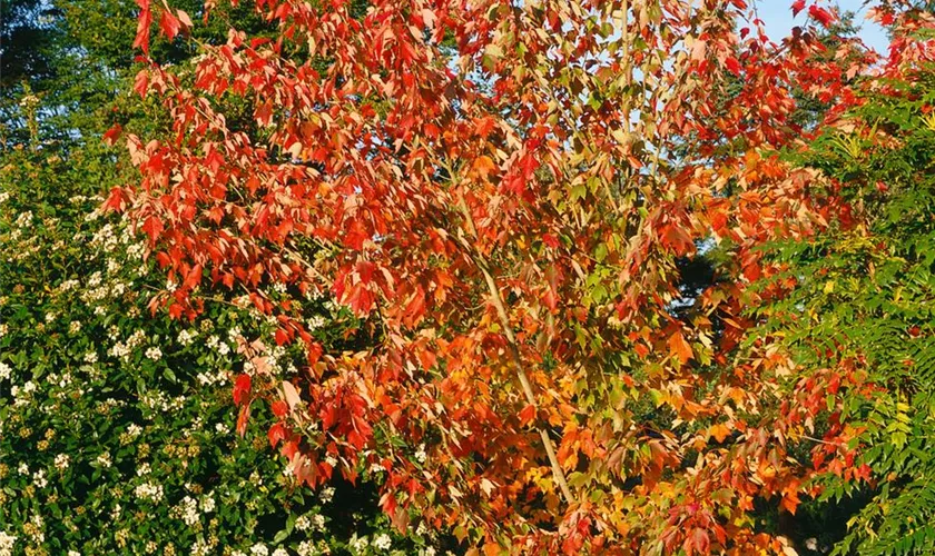 Acer palmatum 'Sunset'