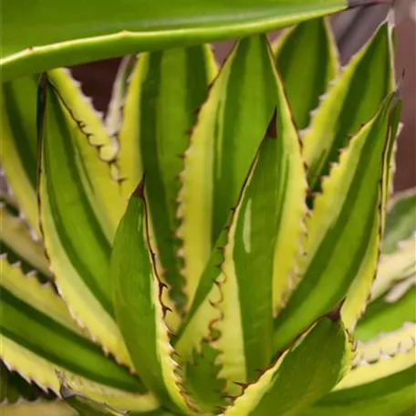 Agave lophantha 'Quadricolor'