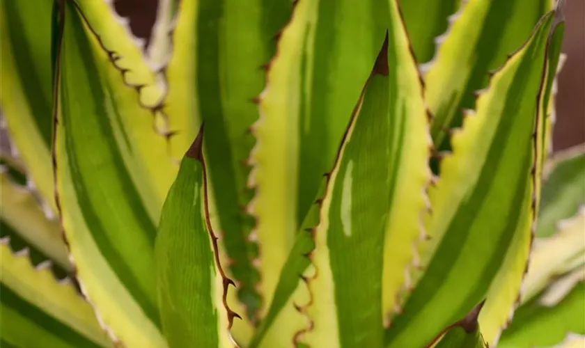 Agave 'Quadricolor'