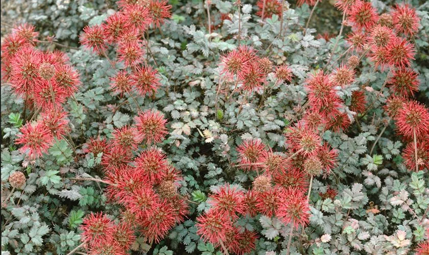 Acaena microphylla 'Goldherbst'