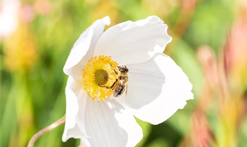 Garten-Anemone 'Wild Swan'