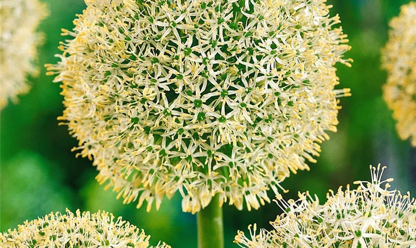 Allium stipitatum 'White Giant'