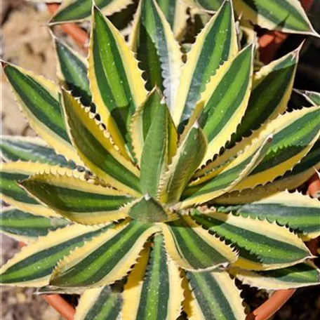 Agave lophantha 'Shaka Zulu'