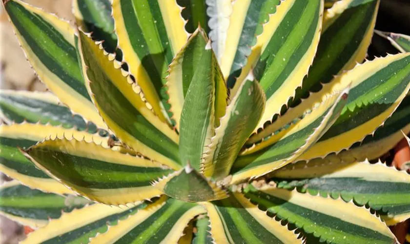 Agave 'Shaka Zulu'