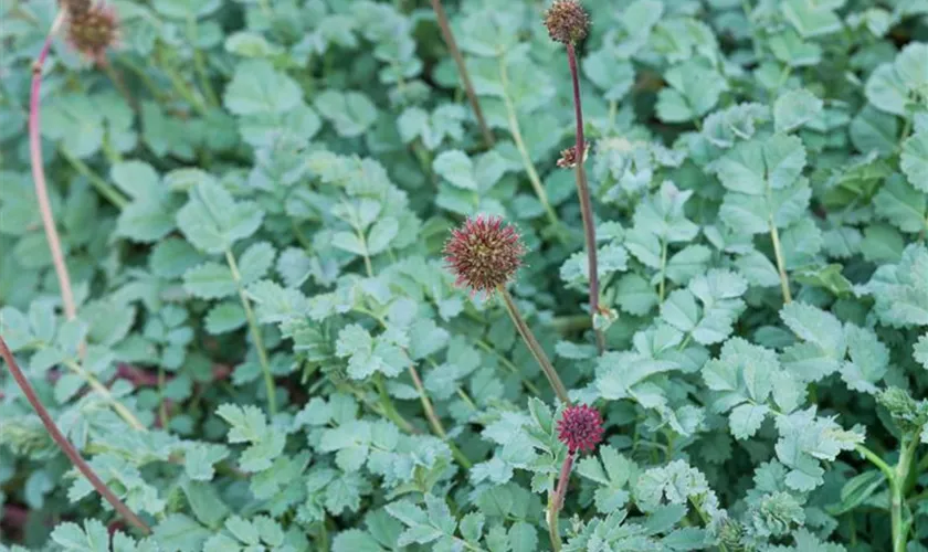 Acaena microphylla 'Roter Läufer'