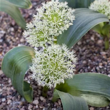 Allium karataviense 'Ivory Queen'