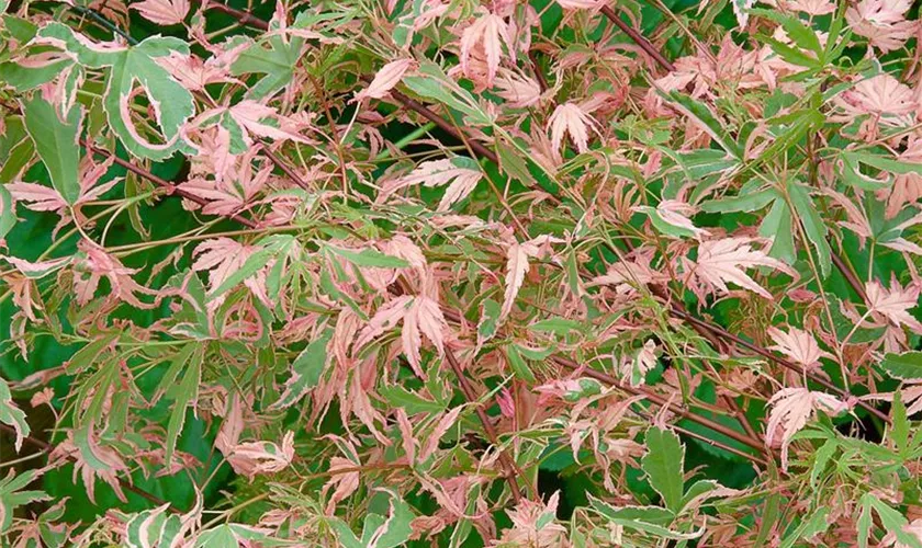 Acer palmatum 'Taylor'®, Stamm