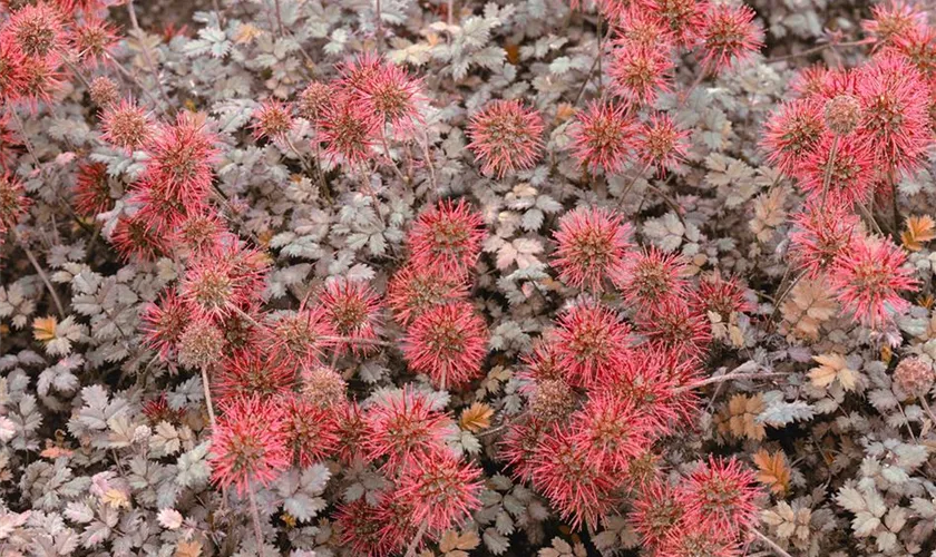 Acaena microphylla 'Pulchella'