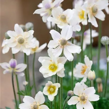 Anemone multifida