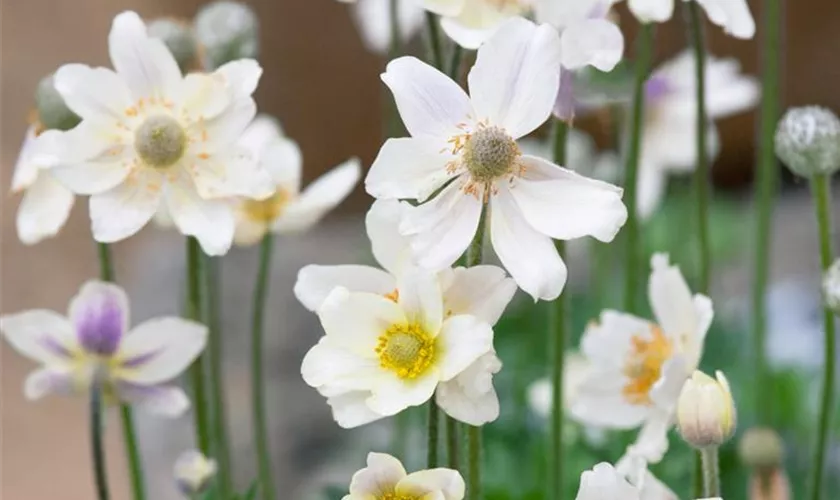 Frühsommer-Garten-Windröschen 'Annabelle White'