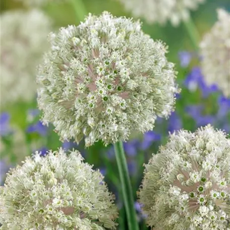 Allium nigrum