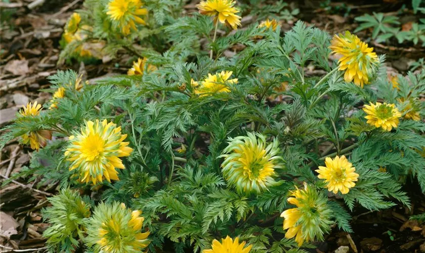 Adonis amurensis