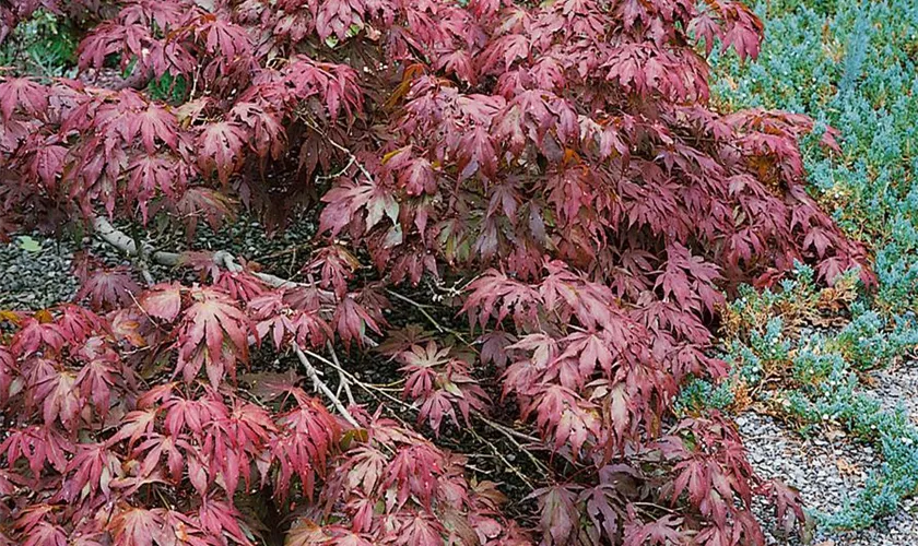 Acer palmatum 'Geisha'