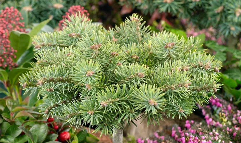 Abies concolor 'Masonic Broom'