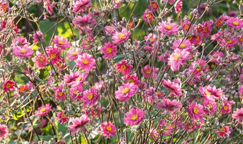 Frühsommer-Garten-Windröschen 'Annabelle Deep Rose'