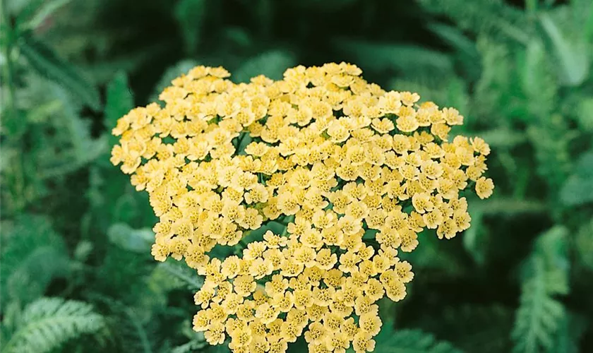 Achillea millefolium 'Anthea'