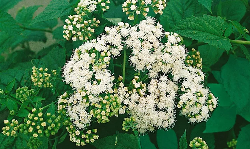 Ageratina altissima