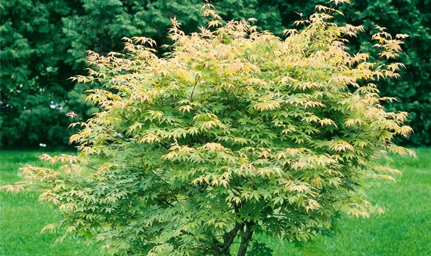 Acer palmatum 'Tiny Tim'