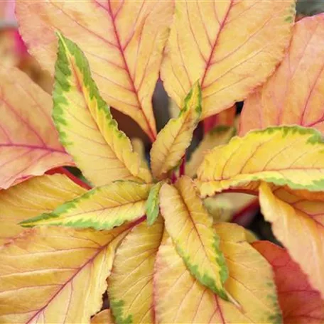 Amaranthus tricolor 'Carnival'