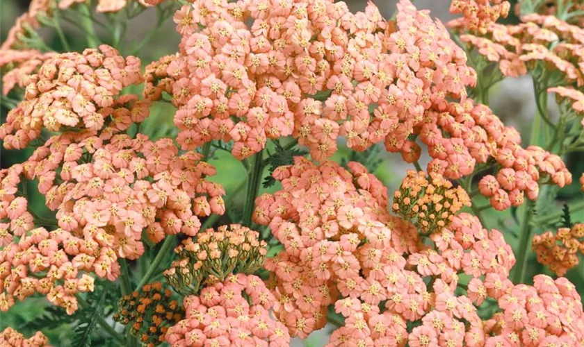 Achillea millefolium 'Apricot Beauty'