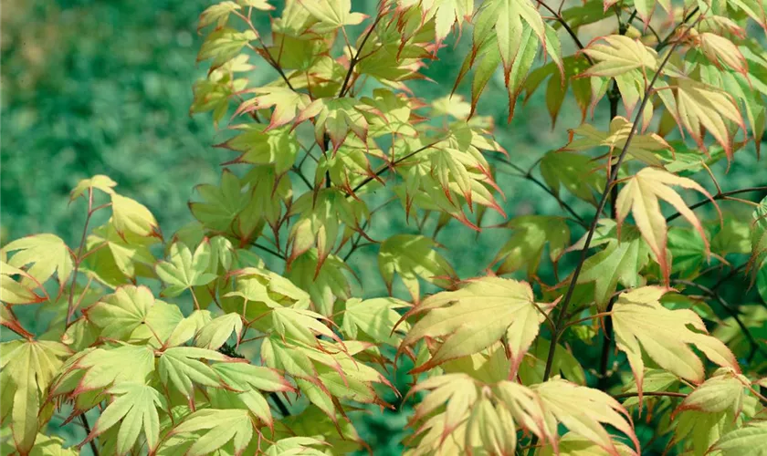 Acer palmatum 'Tsumagaki'