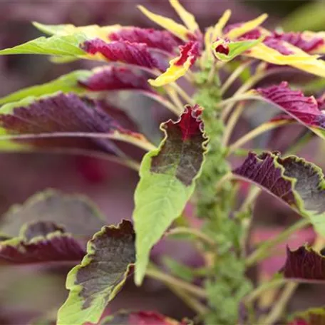 Amaranthus tricolor 'Green Callaloo'