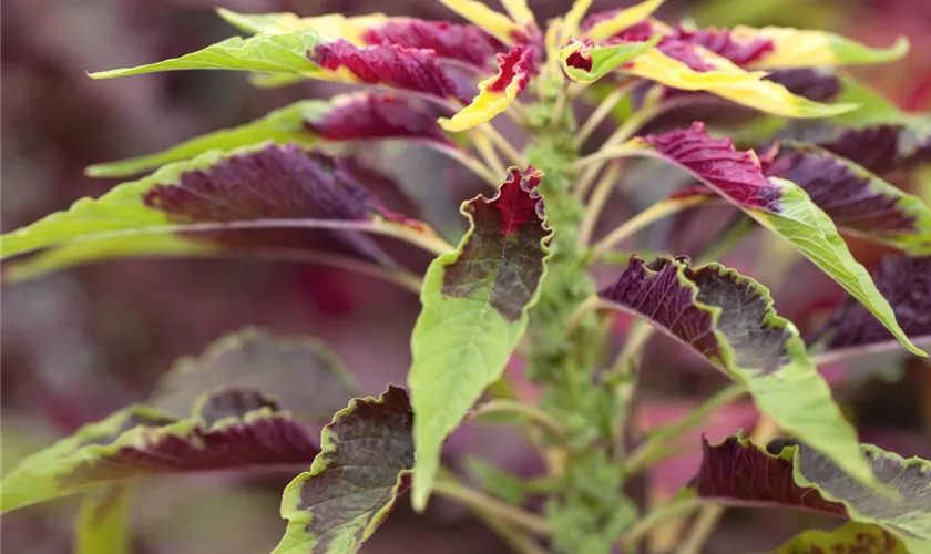 Amaranth 'Green Callaloo'