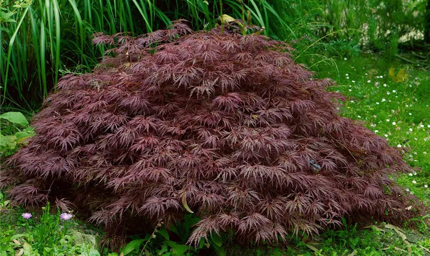 Roter Schlitzahorn 'Crimson Carol'