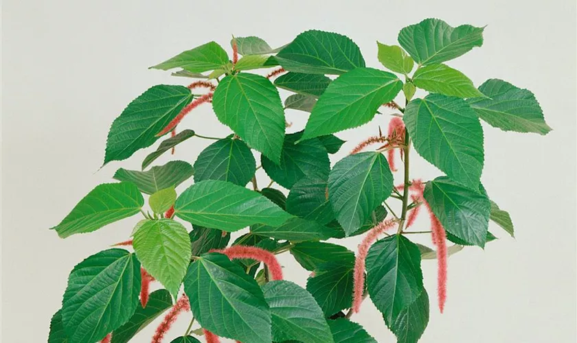 Acalypha hispida, Stamm