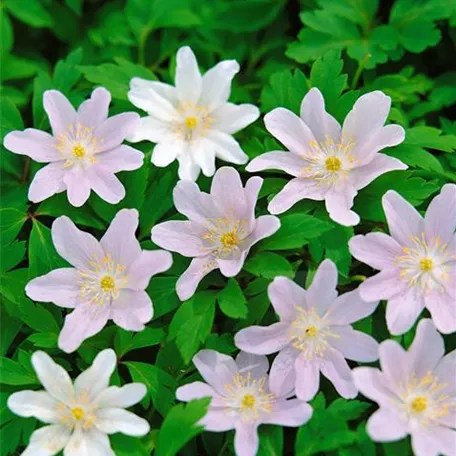 Anemone nemorosa 'Abendhimmel'