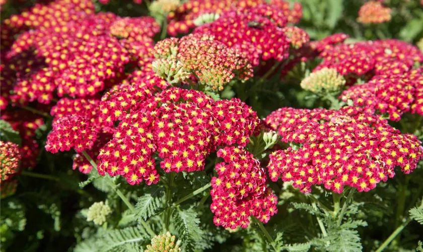 Achillea millefolium 'Belle Epoque'