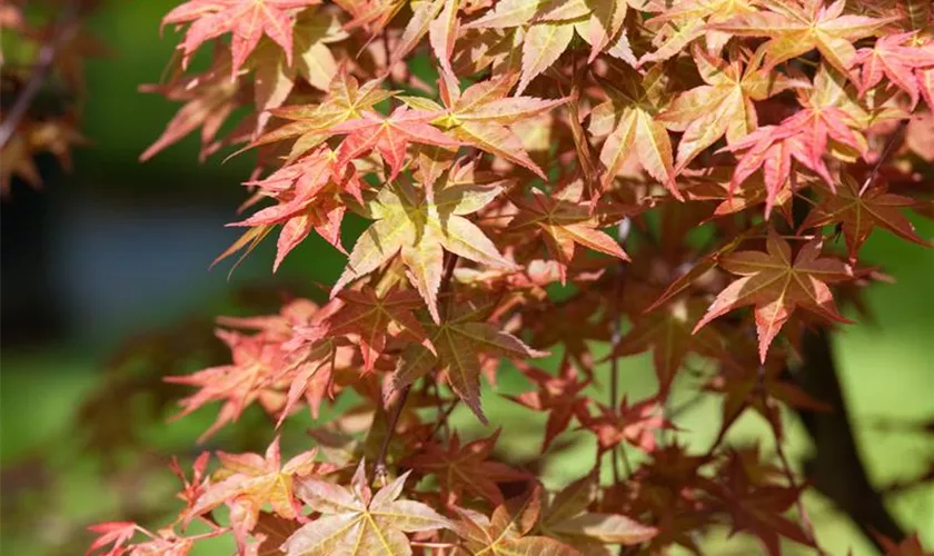 Acer palmatum 'Uncle Ghost'