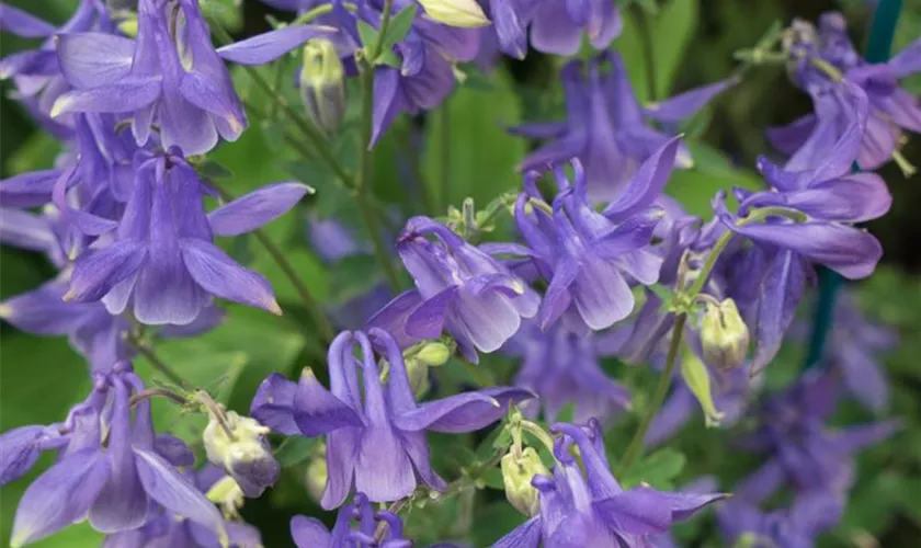 Aquilegia vulgaris 'Hensol Harebell'