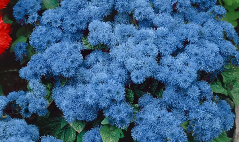 Ageratum 'Champion'