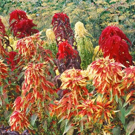 Amaranthus tricolor 'Splendens Perfecta'