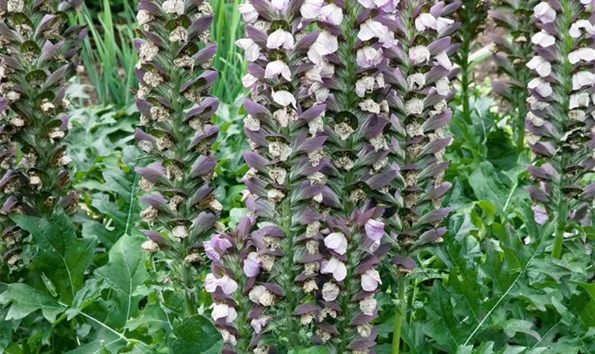 Acanthus hungaricus 'White Lips'